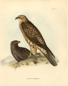 Ornitologi: "Craxirex Galapagoensis" munstycke från Galapagos beskrivet av Charles DarWin (1809-1882) under hans expedition ombord på Beagle. Plansch från "Birds described by John Gould, with notice of their habits by Charles Darwin av Unbekannter Künstler