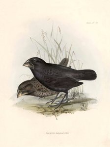 Ornitologi: "Geospiza magnirostris eller geospize en stor näbb" Beskrivning av en tätting av Charles Darwin (1809-1882) som observerades under hans expedition ombord på Beagle. Plansch från "The zoology of the voyage of H.M.S. Beagle. Flyg. III, Fåglar bes av Unbekannter Künstler