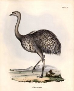 Ornitologi: "Rhea Darwinii" Nandou de Darwin observerar och beskriver av Charles Darwin under hans expedition ombord på Beagle. Plansch från "The zoology of the voyage of H.M.S. Beagle. Flight. III, Fåglar beskrivna av John Gould, med noteringar om deras av Unbekannter Künstler
