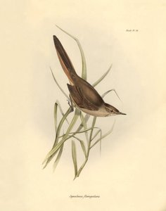 Ornitologi: "Synallaxis rufogularis" beskriven av Charles Darwin under hans expedition ombord på Beagle. Plansch från "The zoology of the voyage of H.M.S. Beagle. Flight. III, Fåglar beskrivna av John Gould, med notiser om deras vanor av Charles Darwin av Unbekannter Künstler