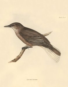 Ornitologi: "Agriornis leucurus" beskrevs av Charles Darwin under hans upptäcktsresa ombord på Beagle. Plansch från "The Zoology of the voyage of H.M.S. Beagle under the command of Captain Fitzroy during the years 1832 to 1836 edited and supervi av Unbekannter Künstler