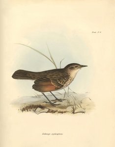 Ornitologi: "Hymenops perspicillata" av den fågelfamilj som beskrevs av Charles Darwin under hans upptäcktsresa ombord på Beagle. Plansch från "The Zoology of the voyage of H.M.S. Beagle under befäl av kapten Fitzroy under åren 1832 till av Unbekannter Künstler
