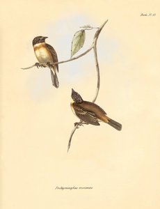 Ornitologi: "Pachyramphus minimus" av bokfamiljen som beskrevs av Charles Darwin under hans upptäcktsresa ombord på Beagle. Plansch från "The Zoology of the voyage of H.M.S. Beagle under befäl av kapten Fitzroy under åren 1832 till 1 av Unbekannter Künstler