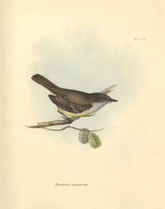 Ornitologi: "Tyrannula magnirostris" av den fågelfamilj som beskrevs av Charles Darwin under hans upptäcktsresa ombord på Beagle. Plansch från "The Zoology of the voyage of H.M.S. Beagle under befäl av kapten Fitzroy under åren 1832 till av Unbekannter Künstler