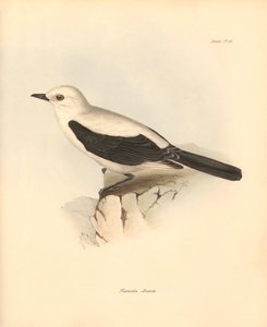 Ornitologi: "Fluvicola azarea" eller flugsnapparen som beskrevs av Charles Darwin under hans upptäcktsresa ombord på Beagle. Plansch från "The Zoology of the voyage of H.M.S. Beagle under the command of Captain Fitzroy during the years 1832 to 1836 edited av Unbekannter Künstler