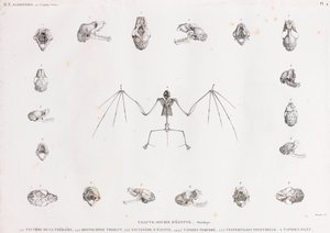 Osteologi av fladdermöss i Egypten av Unbekannt