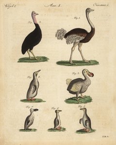 Struts, kamelstruts, kasuar, strutsstruts, utdöd dodo, Raphus cucullatus och arter av pingvin av Unbekannt