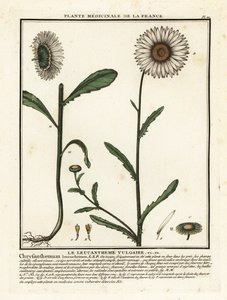 Oxöga tusensköna, Leucanthemum vulgare. av Unbekannter Künstler