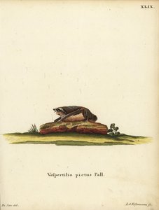 Målad ullfladdermus, Kerivoula picta. Vespertilio pictus Linn. Handkolorerat kopparstick av Jakob Andreas Eisenmann efter en illustration av Jacques de Seve. ur Johann Christian Daniel Schrebers Djurillustrationer efter naturen, eller Schrebers F av Unbekannter Künstler