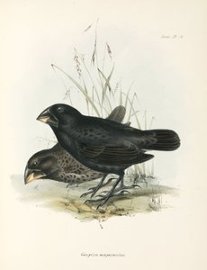 Par stora markfinkar, Galapagosöarna, c 1832-1836 av Unbekannt
