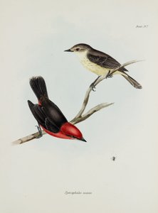 Par av fåglar, c 1832-1836 av Unbekannter Künstler
