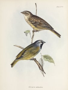 Par sparvar eller finkar, c 1832-1836 av Unbekannt