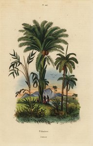 Palmer: dadelpalm, Phoenix dactylifera 1, Attalea art 2 och Geonoma art 3 av Unbekannt