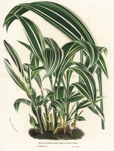 Palmgräs, Setaria palmifolia (Panicum plicatum foliis level-vittatis). Handkolorerad litografi från Louis van Houtte och Charles Lemaires Flowers of the Gardens and Hothouses of Europe, Flore des Serres et des Jardins de l