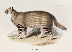 Pampas katt, Sydamerika, c 1832-1836 av Unbekannt