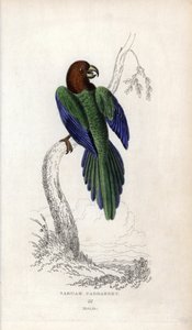 Parakit pumpadour, Prosopeia tabuensis. Psittacus tabuensis. Litografi av Joseph Kidd, baserad på en teckning av John Audubon, i Miscellany of Natural History: Parrots, Sir Thomas DiK Lauder and Captain Thomas Brown, utgiven i Edinburgh, Skottland, år 183 av Unbekannter Künstler