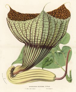 Pararistolochia goldieana (Aristolochia goldieana). Handkolorerad litografi från Louis van Houtte och Charles Lemaires Flowers of the Gardens and Hothouses of Europe, Flore des Serres et des Jardins de l