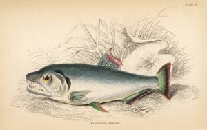 Payara, Hydrolycus armatus (Hydrocyon med stark tand, Hydrocyon armatus). Handkolorerat stålgravyr av W.H. Lizars efter en illustration av James Stewart från Robert Schomburg