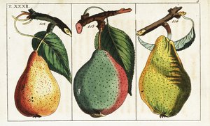 Päronsorter, Pyrus communis. av Unbekannter Künstler