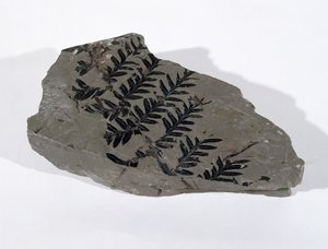 Pecopteris (Gymnosperm Frond) hittad i Camerton, Somerset, Upper Carboniferous Period (foto) av Unbekannt