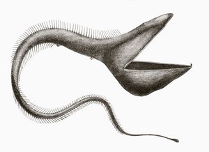 Pelican Eel eller Eurypharynx pelecanoides, en djuphavsfisk som sällan ses av människor, från 