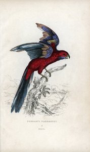 Pennants parakit, Psittacus pennantii. Platycercus elegans. av Unbekannter Künstler