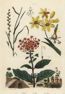 Perennt rajgräs, Lolium perenne 1,2, fläckig afrikansk majslilja, Ixia maculata var av Unbekannt