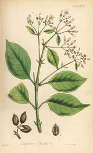 Peruanskt barkträd eller kininträd, Cinchona officinalis. Handkolorerad litografi av Henry Sowerby från Edward Hamiltons Flora Homeopathica, Bailliere, London av Unbekannter Künstler