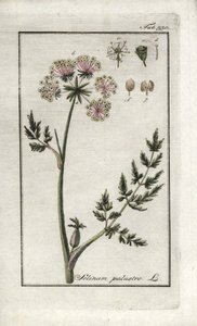 Selinum marsh (Selinum marsh) eller kärrpersilja. Litografi från "Afbeelding der Artseny-Gewassen" av Johannes Zorn (1739-1799), Nederländerna av Unbekannter Künstler