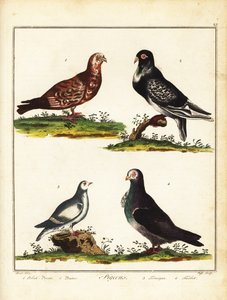 Duvor: Polsk duva, pipare, ripa och turbit. 1792 (gravyr) av Unbekannter Künstler