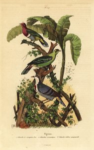Rosa-huvad fruktduva, Ptilinopus porphyreus, Buru grön duva, Treron aromaticus och Luzon blödande hjärta, Gallicolumba luzonica av Unbekannt