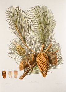 Pinus pinaster/Sea Pine/Maritime Pine av Unbekannt
