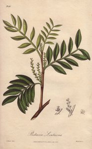 Pistacia lentiscus (Pistacia lentiscus) - Starkt vatten av William Clarke för att illustrera "Medical Botanical, Description of the Medicinal Plants of London, Edinburgh and Dublin" av John Stephenson och James Morss Churchill, publicerad i London av John  av Unbekannter Künstler