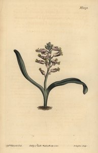 Slätbladig självfärgad lachenalia, Lachenalia unicolor av Unbekannt