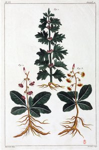 Medizinische Pflanzen, China von Unbekannt