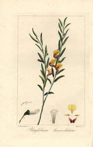 Platylobium lanceolatum, inhemsk i Australien. Handkolorerad stickelgravyr på koppar av Barrois efter en botanisk illustration av Pancrace Bessa från Mordant de Launays "Herbier General de l