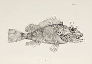 Spelare skorpionfisk, c 1832-1836 av Unbekannter Künstler