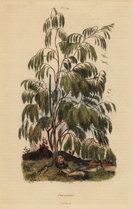 Plocama pendula buske av Unbekannt