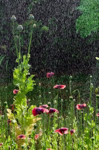 Vallmo (Papaver somniferum) blommor och fröhuvuden i sommarregn, Gower, södra Wales (foto) av Unbekannter Künstler