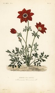 Vallmo anemon eller spansk ringblomma, Anemone coronaria, Anemone des jardins av Unbekannt