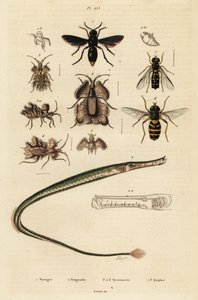 Pottergeting, pipfisk, gyllene äggkryp och svävfluga., 1834-1839 (gravyr) av Unbekannter Künstler