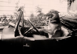 Prisvinnande polishunden Alex bakom ratten i en bil