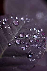 Purple Leaves II (foto) av Unbekannter Künstler