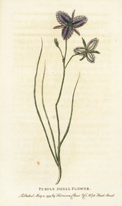 Lila skalblomma från New South Wales, Australien. Kanske en fantasiblomma som tillverkats av en konstgjord florist Handkolorerat kopparstick från "The Naturalist