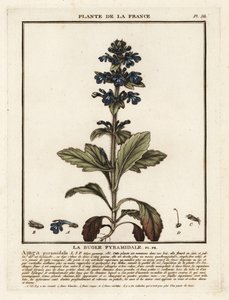 Pyramidal bugle, Ajuga pyramidalis. av Unbekannter Künstler