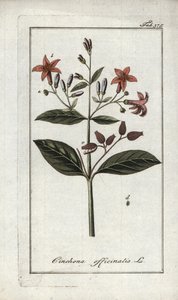 Quinquina (Cinchona officinalis). Litografi från "Afbeelding der Artseny-Gewassen" av Johannes Zorn (1739-1799), Nederländerna av Unbekannter Künstler