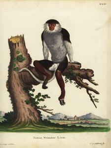 Rödskankad douc, Pygathrix nemaeus. Utrotningshotad. Simia nemaeus Linn. Handkolorerat kopparstick av Johann Sebastian Leitner efter en illustration av Jacques de Seve ur Johann Christian Daniel Schrebers Animal Illustrations after Nature, eller Schre av Unbekannter Künstler
