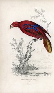 Röd lori, Eos rubra. Psittacus caeruleatus. Litografi av Joseph Kidd, baserad på en teckning av John Audubon, i Miscellany of Natural History: Parrots, Sir Thomas DiK Lauder and Captain Thomas Brown, utgiven i Edinburgh, Skottland, 1833. av Unbekannter Künstler