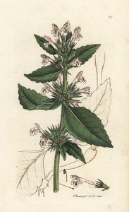Röd hampnässla, Galeopsis tetrahit (Röd nässla) Handkolorerat kopparstick av James Sowerby från James Smith