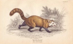 Röd panda, Ailurus fulgens. Sårbar. Från ett exemplar i Linnean Societys museum. Handkolorerat stålstick av Lizars efter en illustration av Charles Hamilton Smith från William Jardine